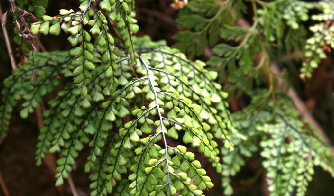  p>白背铁线蕨(学名: i>adiantum davidii /i> franch.