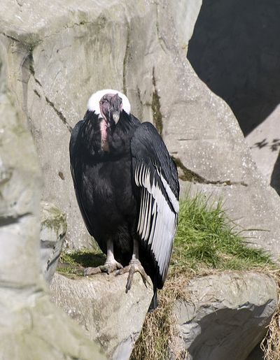  p>安第斯神鹫(学名: i>vultur gryphus /i>):又叫康多兀鹫,也有人叫