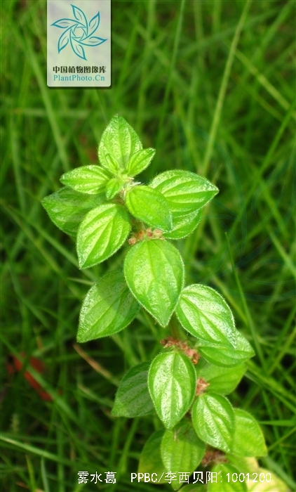  p>雾水葛,中药名.