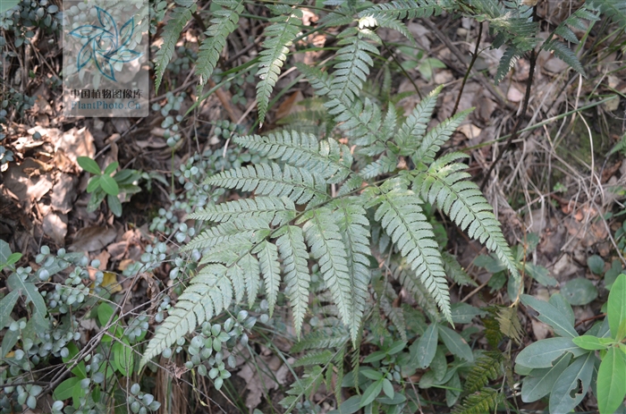 叶柄长45厘米,粗约3毫米,禾秆色,基部密被黑褐色,基部卵圆形,向上为线