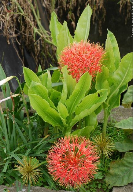  p>网球花(学名: i>haemanthus multiflorus /i> martyn)是石蒜科