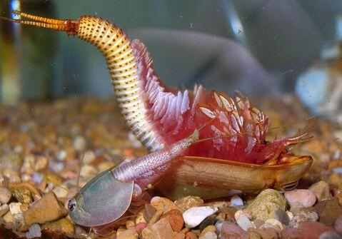  p>三眼恐龙虾,学名:佳朋鲎虫,在中国各地又俗称马蹄管子,王八盖子