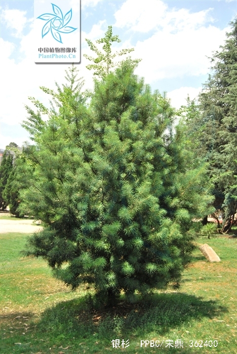  p>银杉(学名: i>cathaya argyrophylla  /i>chun et kuang):树皮暗