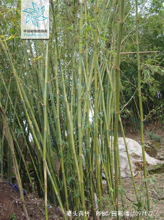 是禾本科簕竹属植物,竿高5-12米,直径2-6厘米