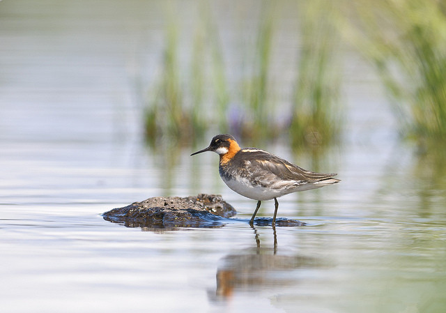  /a>, a href="#" data-lemmaid="16615978">瓣蹼鹬属 /a>的小型水禽