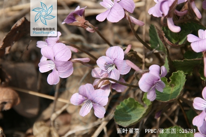  p>圆叶堇菜(学名:viola pseudo-bambusetorum chang)是堇菜科堇菜属