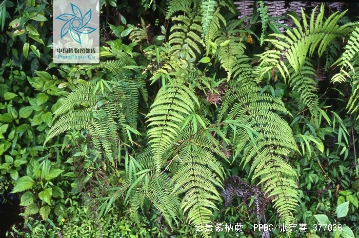  p>云贵紫柄蕨( a target="_blank" href="/item/学名/8074290" data