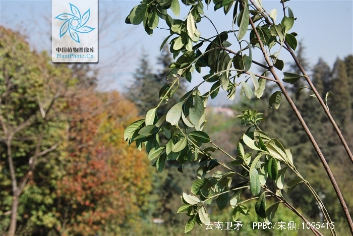  p>云南卫矛(金丝杜仲),为 a target="_blank" href="/item/卫矛科">