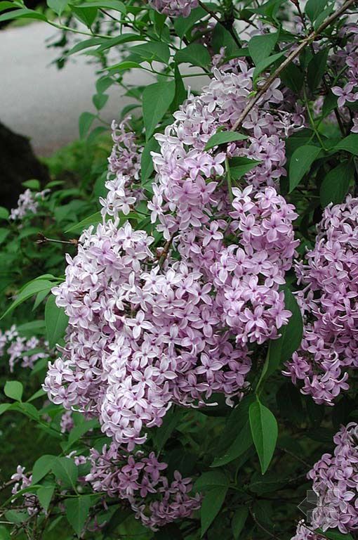 p>什锦丁香(学名 i>syringa/i i>chinensis/i willd.