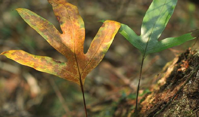 phymatosorus pic. serm.