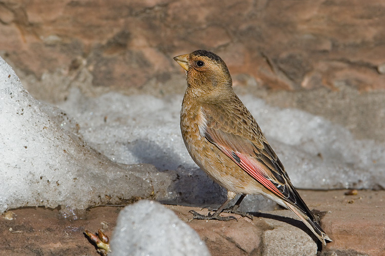 体重32-44克,体长160-190毫米,是一种体型略大的褐色沙雀.