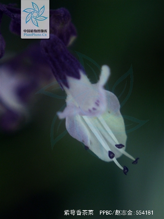  p>紫萼香茶菜(学名: i>isodon /i>  i>forrestii /i> (diels) kud  )