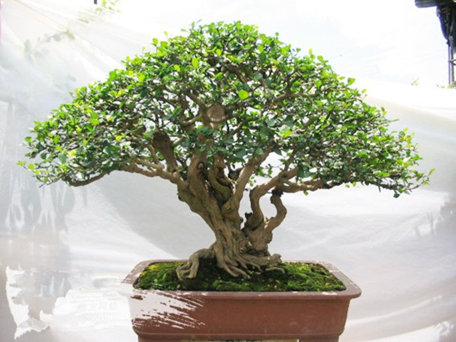  p>博兰,学名 ponamella pragiliagagnep,系大戟科.