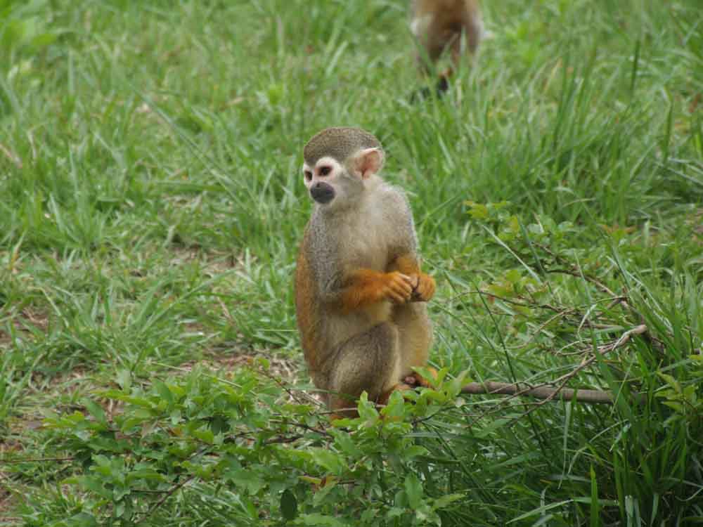 black-crowned central american squirrel monkey