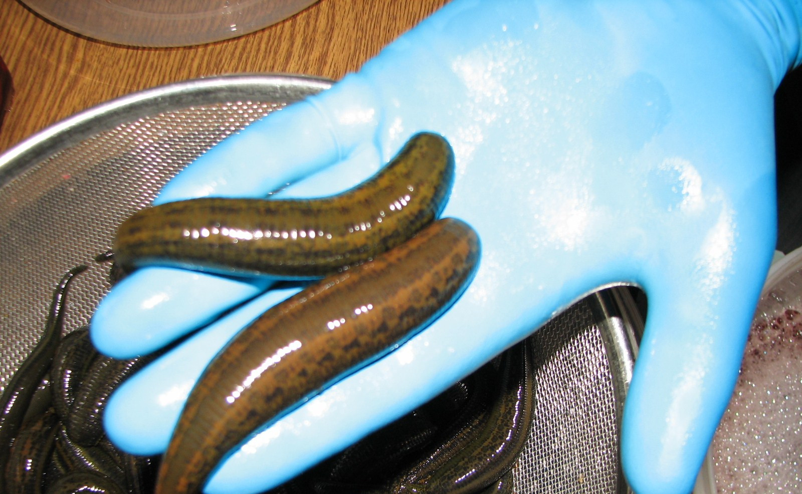 柬埔寨食人水蛭