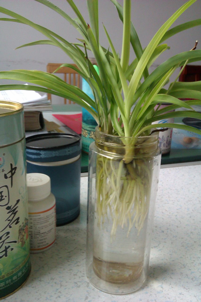  p>水培吊兰最为普及的 a href="#" data-lemmaid="4683271">室内观叶