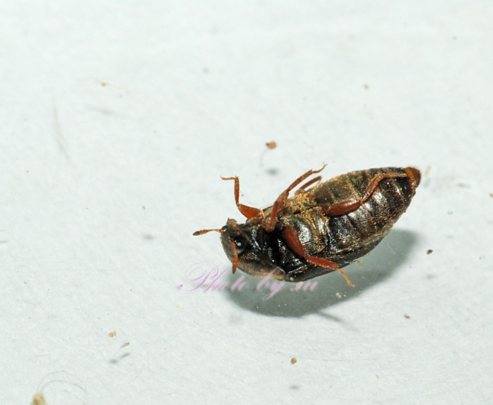  p>黑皮蠹(attagenus minutus olivier)是一种 a