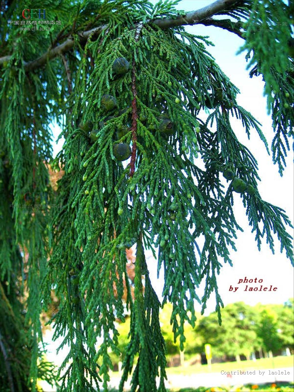  p>垂枝柏( i>sabina recurva /i> buch.-hamilt.