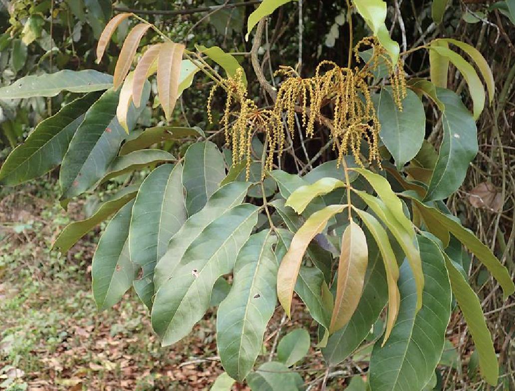  p>云南黄杞(学名: i>engelhardia spicata  /i>lesch. ex bl.