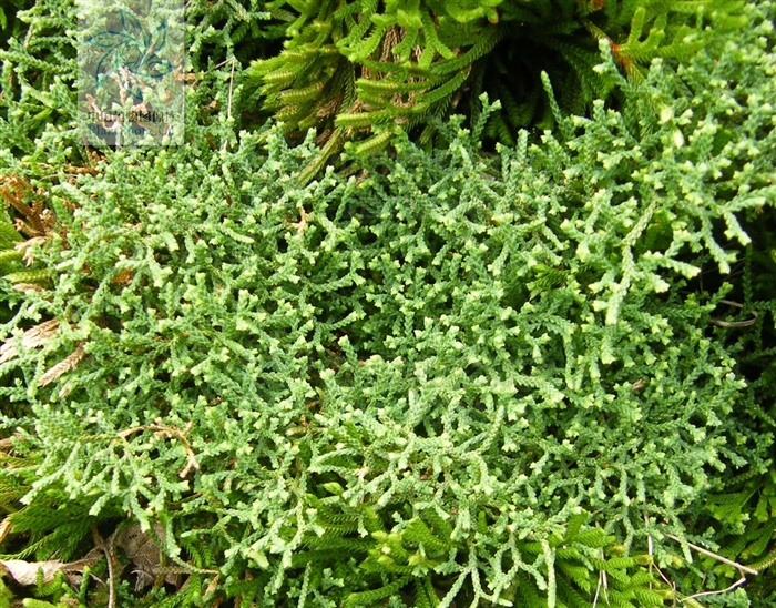 >西伯利亚卷柏,属于 a target="_blank" href="/item/卷柏科/8628335"