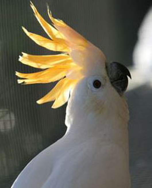  p>橘冠凤头鹦鹉(学名: i>cacatua sulphurea citrinocristata /i>)是