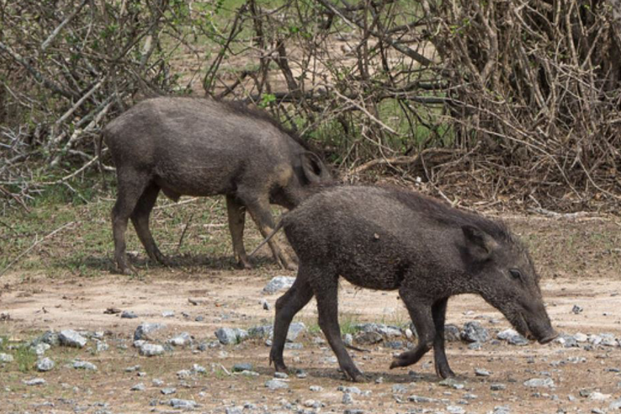 ryukyu islands wild pig