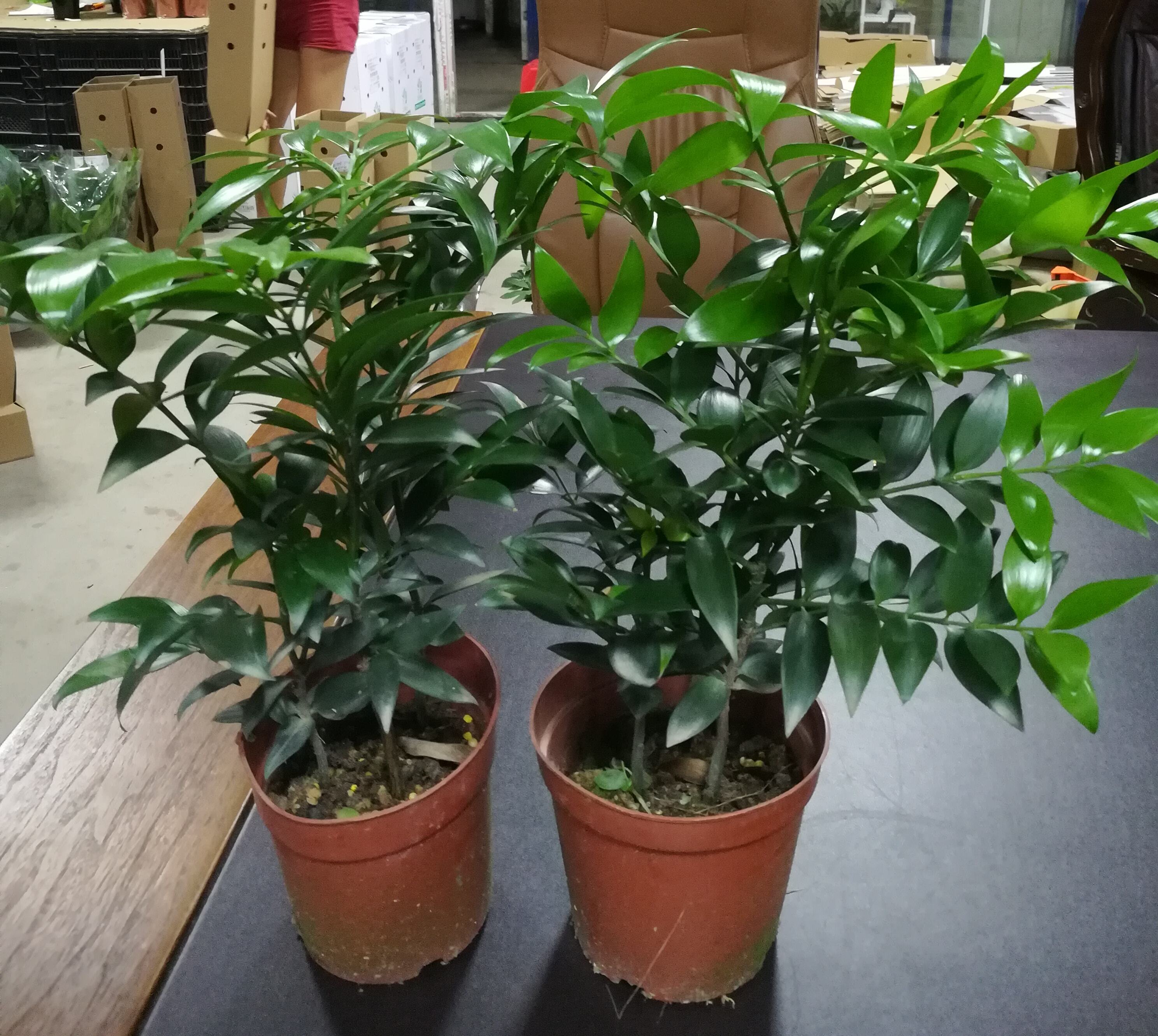 竹柏(竹柏的功效与作用)