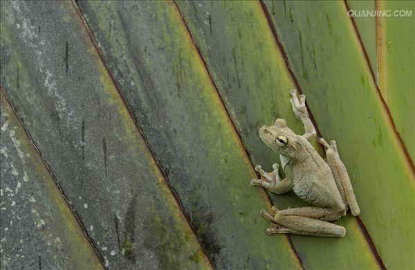  p>树蛙,无尾目树蛙科的1属,体多细长而扁,后肢长,吸盘大,指,趾间有