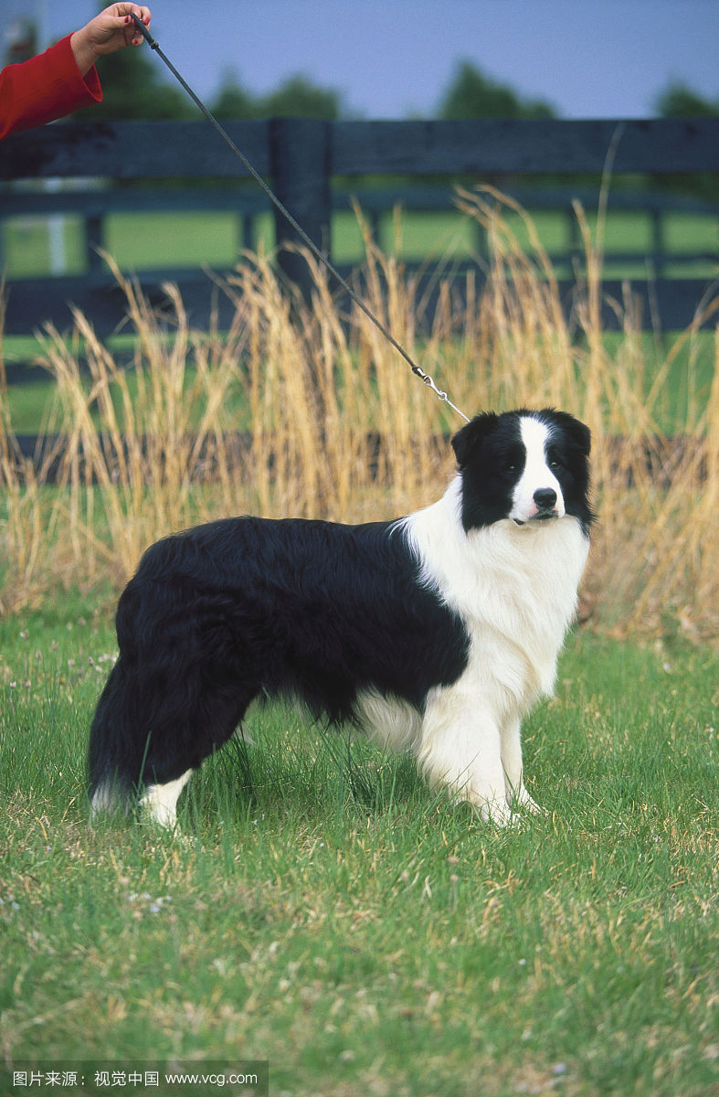 border collie