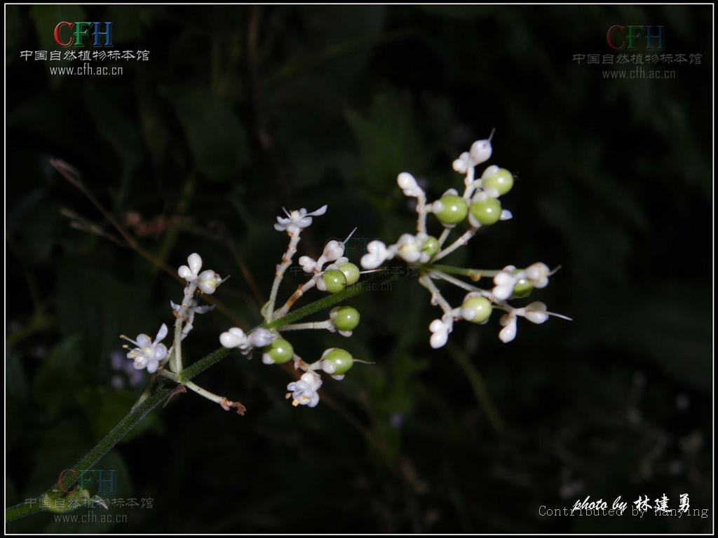 科 /a> a target="_blank" href="/item/杜若属">杜若属 /a>的植物