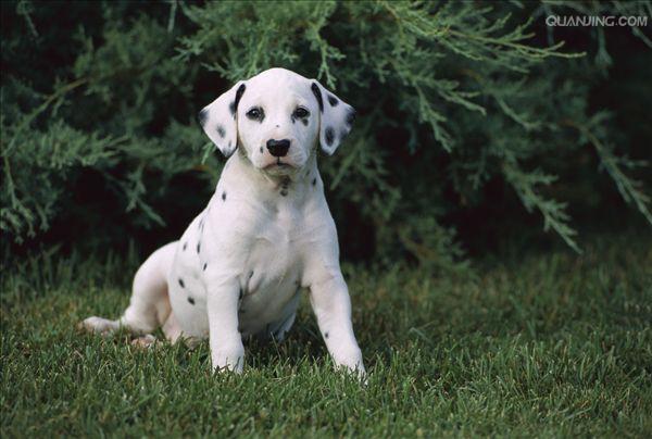  p data-id="gnth7bcncl">大麦町犬(dalmatian,也叫斑点狗),原产地 a