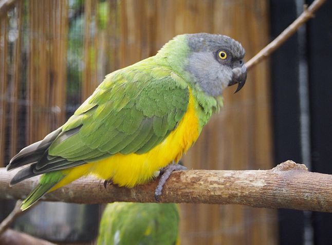  p>塞内加尔鹦鹉(学名:poicephalus senegalus)是典型的 a href="#"