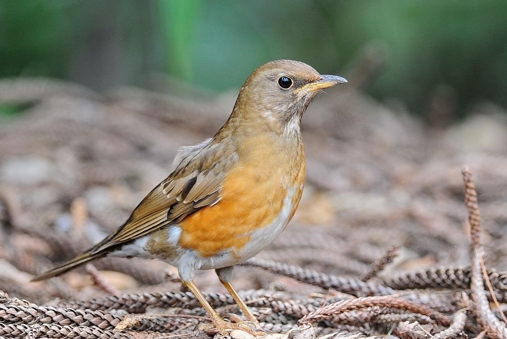  p>赤胸鸫(学名: i>turdus chrysolaus /i>)是鸫科,鸫属中型鸟类,体长