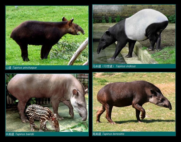 tapiridae