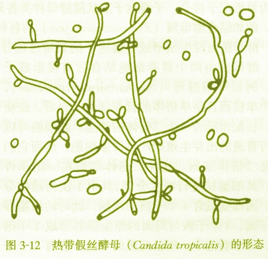 几丁质合成酶抑制剂
