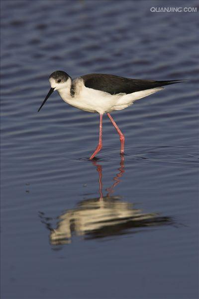  p>黑颈长脚鹬(学名: i>himantopus mexicanus /i>)是一种修长的黑白