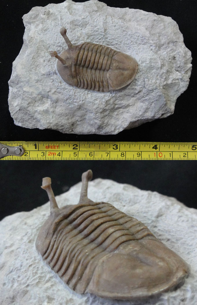  p>奥陶系(ordovician system)指奥陶纪形成的 a target="_blank"