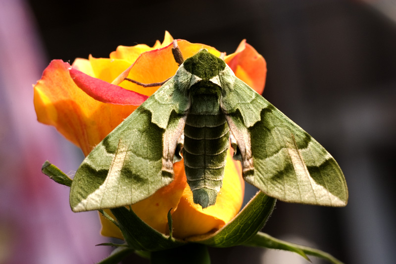 ">鳞翅目 /a> a target="_blank" href="/item/蝙蝠蛾科/6244289"