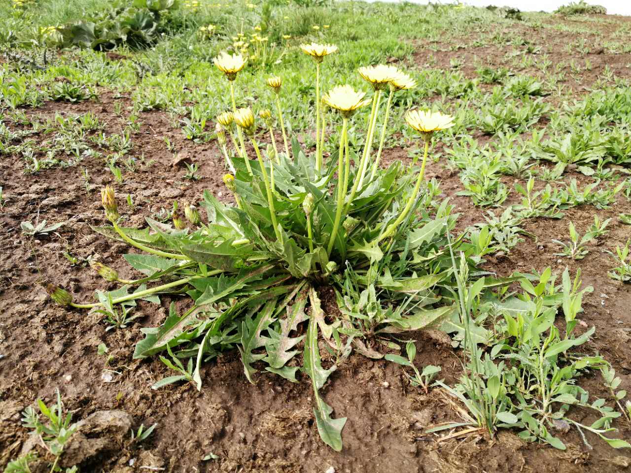  p>橡胶草(学名: i>taraxacum kok-saghyz /i> rodin)是菊科,蒲公英属