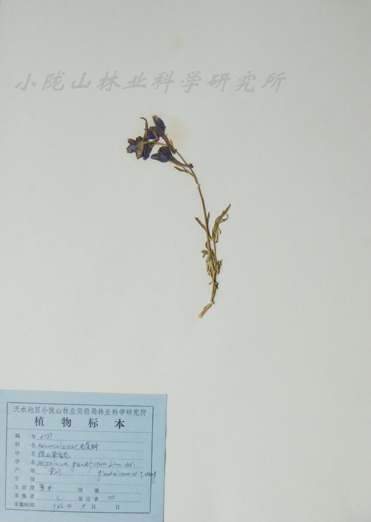 白蓝翠雀花