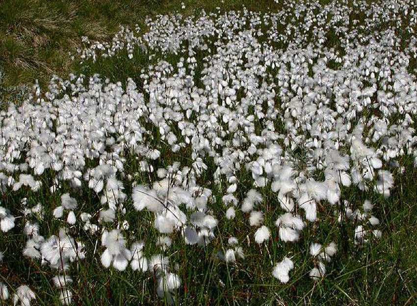  p>白毛羊胡子草(学名:eriophorum vaginatum):为 a>莎草科 /a>多年生