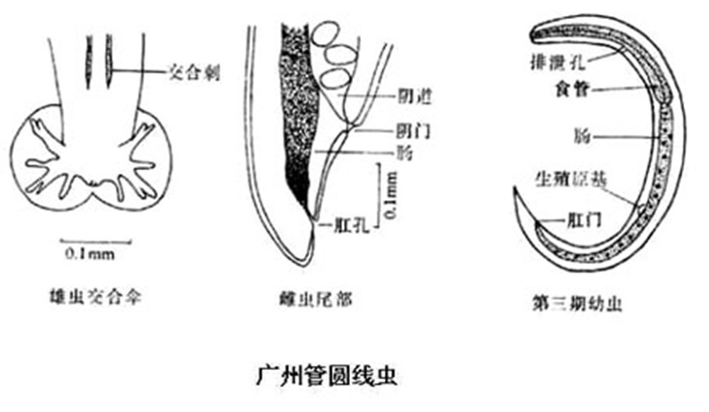 管圆线虫
