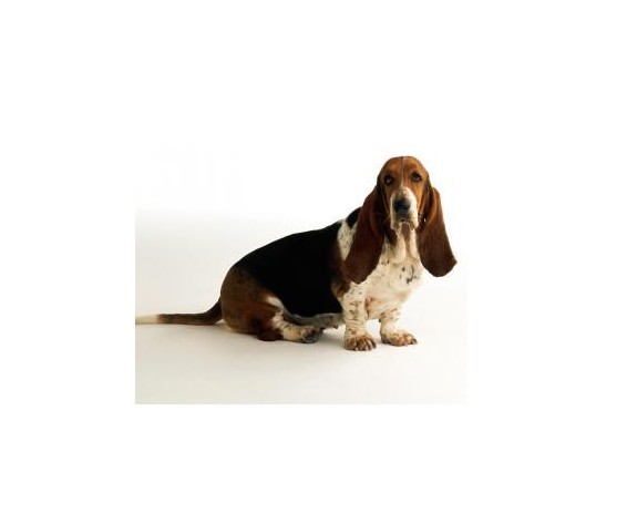 basset hound