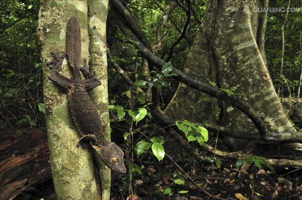 分布于澳大利亚 a href="#" data-lemmaid="13131979">梅尔维尔角 /a>