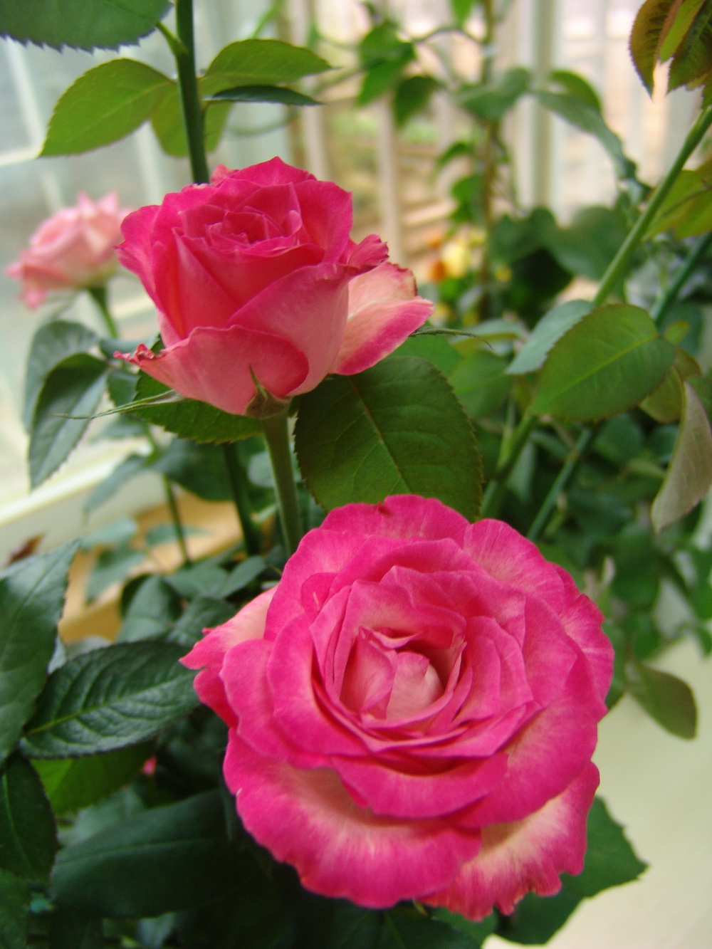  p>四大切花为月季,菊花,香石竹(即康乃馨),唐菖蒲(即剑兰).