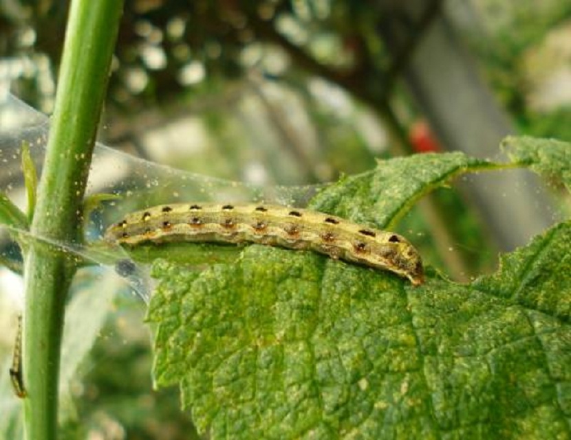  p>埃及吹棉介壳虫的成虫,若虫可为害叶片及枝条,群聚吸食汁液,导致