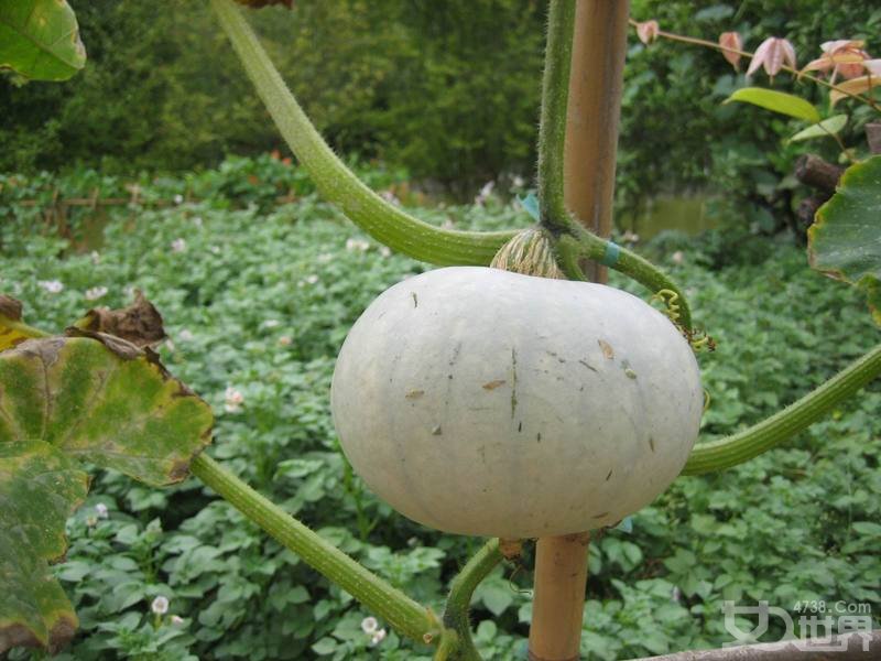 冬瓜