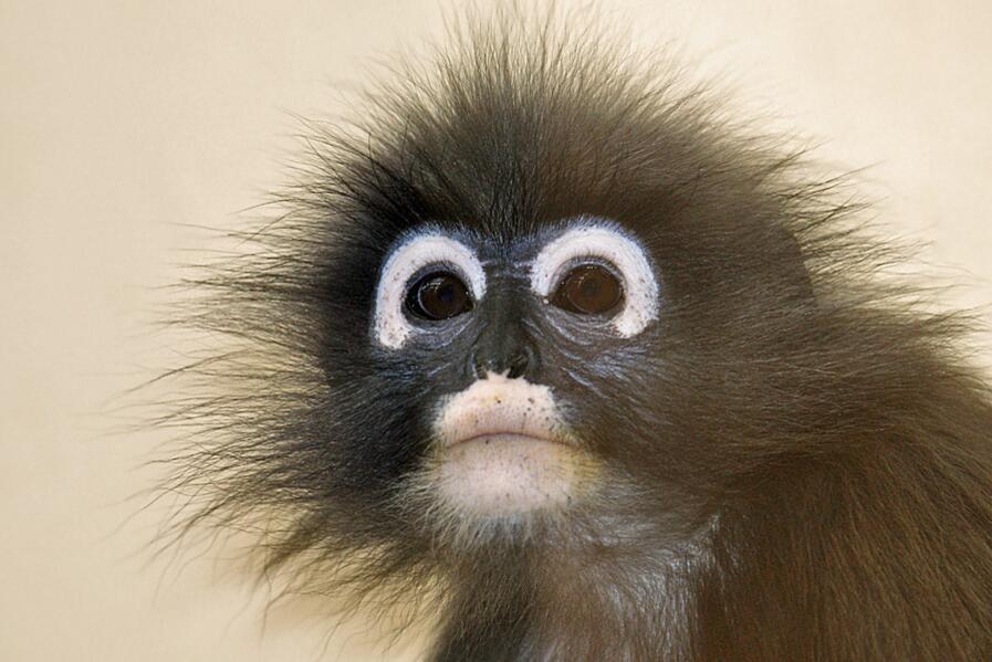  p>眼镜食叶猴,是食叶动物,因为其消化管中含可分解毒素的菌,故食叶猴