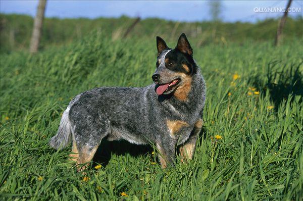 澳洲牧牛犬