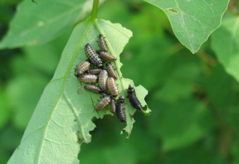  p>昆虫名,为鞘翅目,叶甲科.